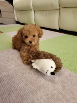 M.N 様のお迎えした子犬