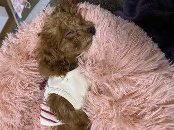 Y.Ｉ 様のお迎えした子犬