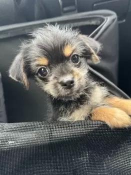 kanako. 様のお迎えした子犬
