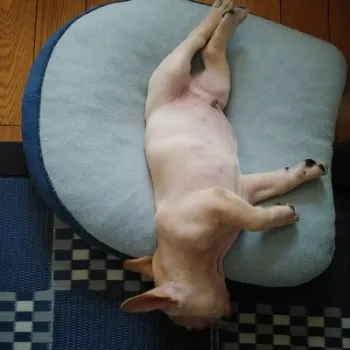 T 様のお迎えした子犬