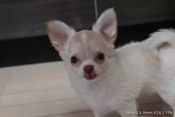 N,M 様のお迎えした子犬