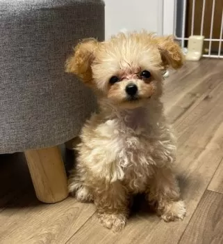 Coco 様のお迎えした子犬
