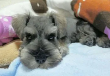 柚葉 様のお迎えした子犬