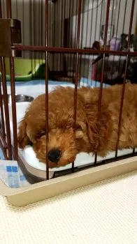 田中宏樹 様のお迎えした子犬