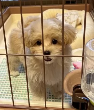 みみちゃん 様のお迎えした子犬