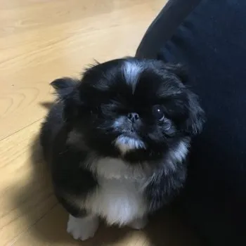 きくらげ 様のお迎えした子犬