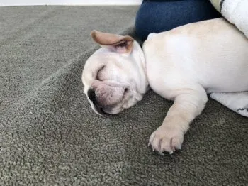 やまさん 様のお迎えした子犬