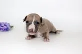 M.K 様のお迎えした子犬
