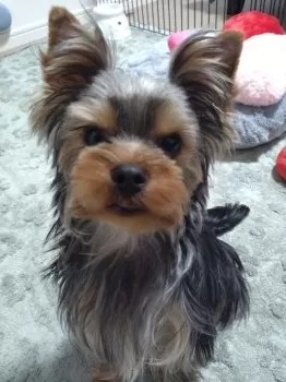Wish 様のお迎えした子犬