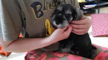 戸田美穂 様のお迎えした子犬