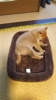 タカッチ 様のお迎えした子犬