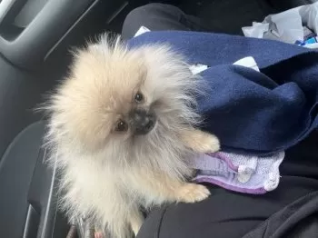 ふかちゃん 様のお迎えした子犬