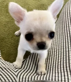 ys 様のお迎えした子犬