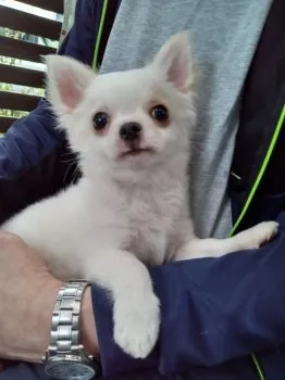 ペロ 様のお迎えした子犬