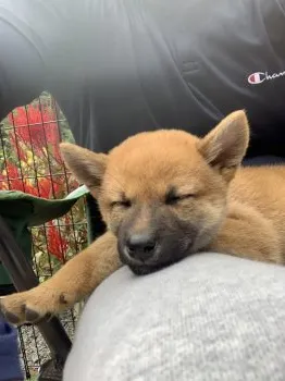 ひなたのパパ 様のお迎えした子犬