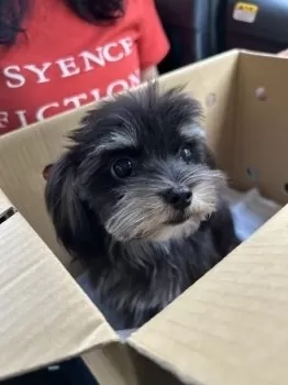 M.N 様のお迎えした子犬