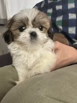K.W 様のお迎えした子犬