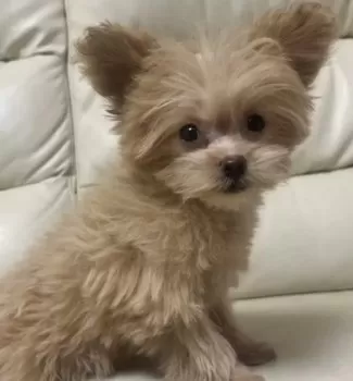 うた 様のお迎えした子犬