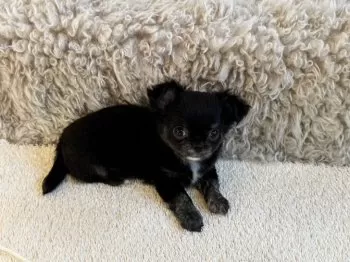 K.K 様のお迎えした子犬
