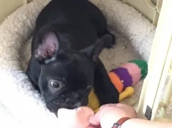 エヴァママ 様のお迎えした子犬