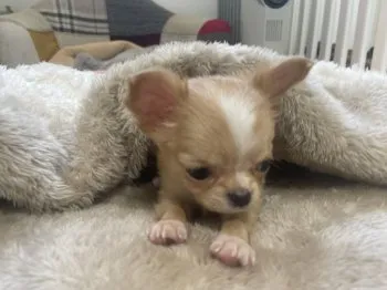 A.T 様のお迎えした子犬
