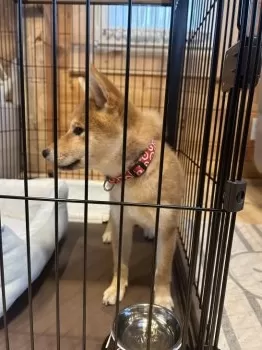 S.O 様のお迎えした子犬