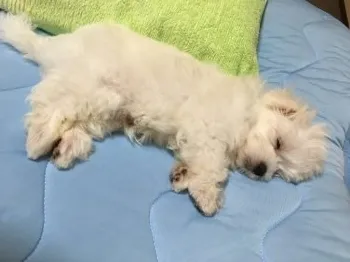 wanko 様のお迎えした子犬