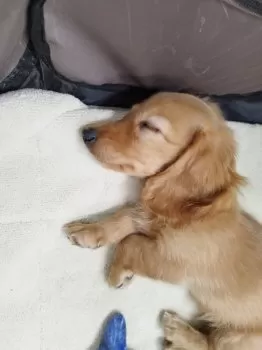 S.Y 様のお迎えした子犬