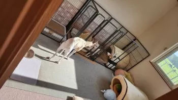 M.H 様のお迎えした子犬