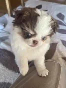 yuuko 様のお迎えした子犬