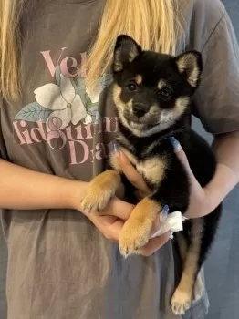 T.K 様のお迎えした子犬