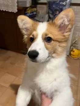 シルフィ 様のお迎えした子犬