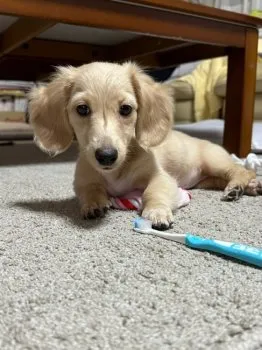 たんぽぽ 様のお迎えした子犬