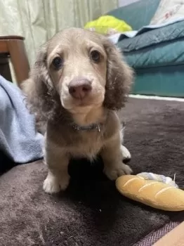 Y.Ｉ 様のお迎えした子犬