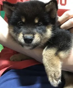 Mommy B 様のお迎えした子犬