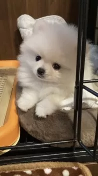 A.K 様のお迎えした子犬