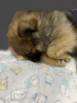 S.N 様のお迎えした子犬