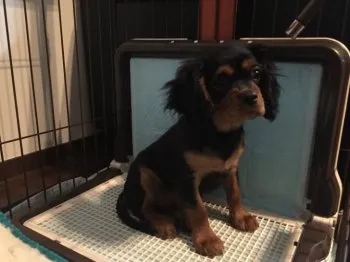 田中 大輔 様のお迎えした子犬