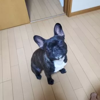 K.K 様のお迎えした子犬