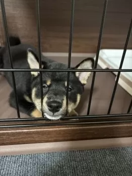 K.H 様のお迎えした子犬