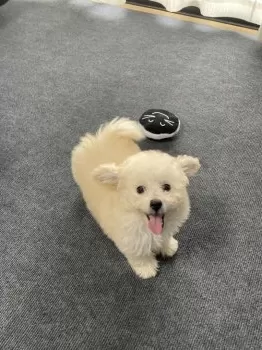 S.S 様のお迎えした子犬