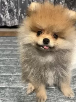 R.O 様のお迎えした子犬