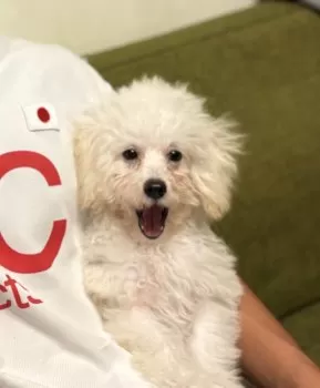 M.Y 様のお迎えした子犬