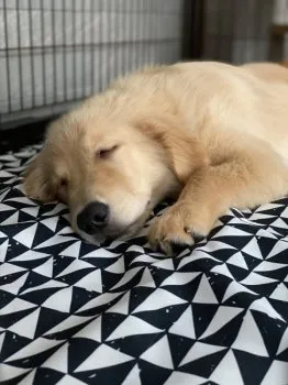 なおちゃん 様のお迎えした子犬