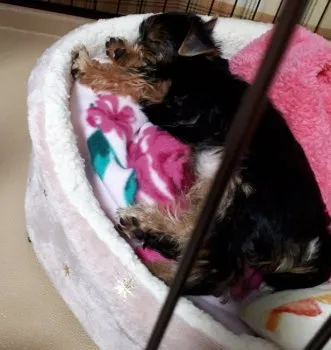 キラひめ 様のお迎えした子犬