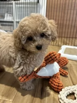 R.S 様のお迎えした子犬