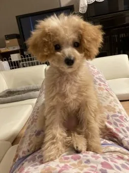 きなこもちこ 様のお迎えした子犬