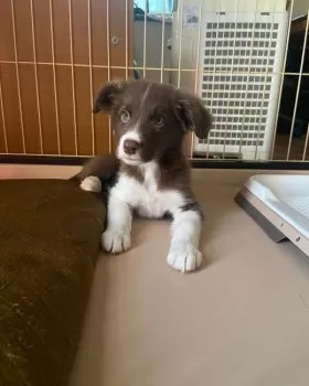 よしや 様のお迎えした子犬