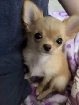 ☆彡 様のお迎えした子犬