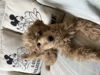 T.I 様のお迎えした子犬